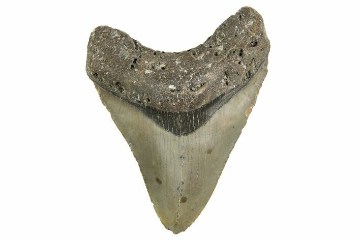 Serrated, Fossil Megalodon Tooth - North Carolina #342191